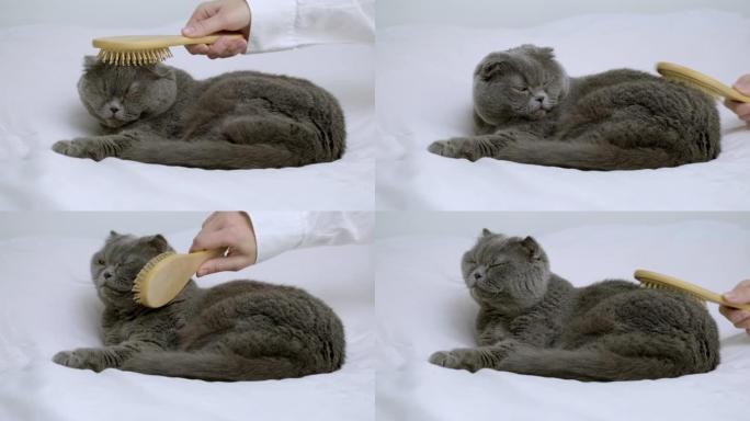 用发刷手梳理苏格兰折叠猫。女主人的手正在用木梳刮猫毛。蜕皮季节的宠物护理 -- 用特殊的去皮工具清洁