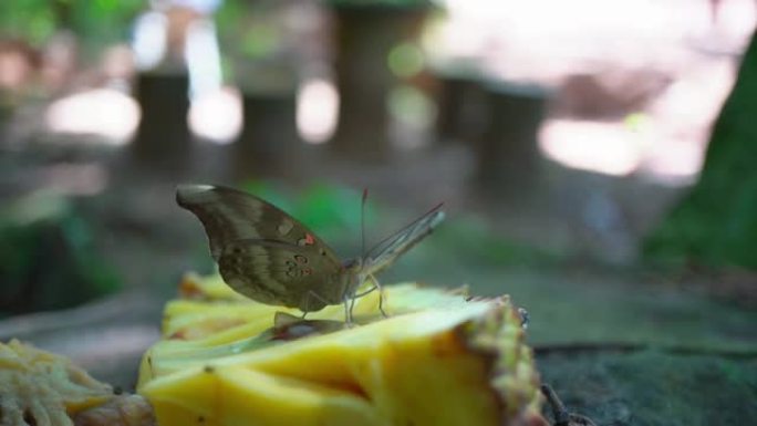 热带雨林蝴蝶在黄色菠萝蜜上的特写