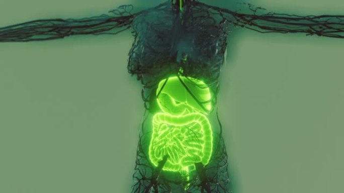 透明人体可见消化系统
