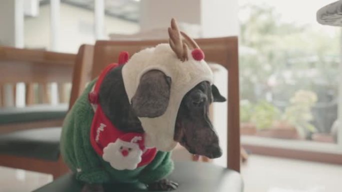 可爱的黑色腊肠犬穿着滑稽的圣诞老人服装坐在椅子上，慢慢地把头从一边转到另一边。