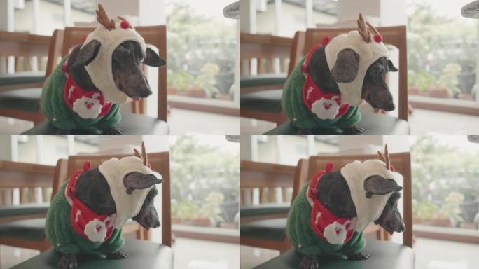 可爱的黑色腊肠犬穿着滑稽的圣诞老人服装坐在椅子上，慢慢地把头从一边转到另一边。