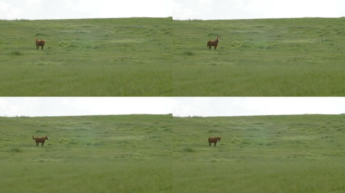 站在美丽草原上的棕色马