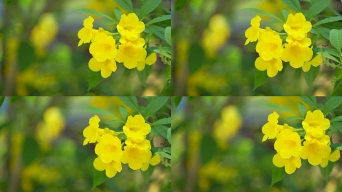 泰国的黄色花朵称为Urai花。