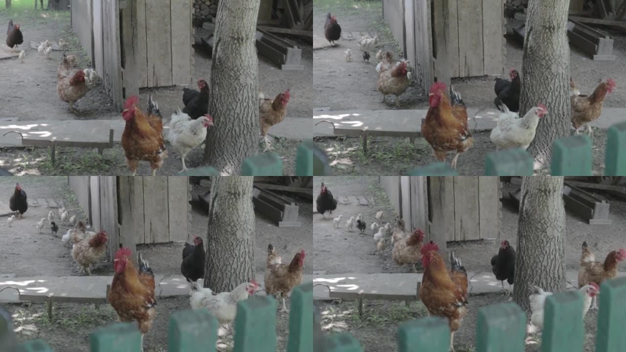 有机天然红白乡村鸡漫游乡村。鸡在传统的bar中觅食。谷仓院子里母鸡的特写。家禽概念