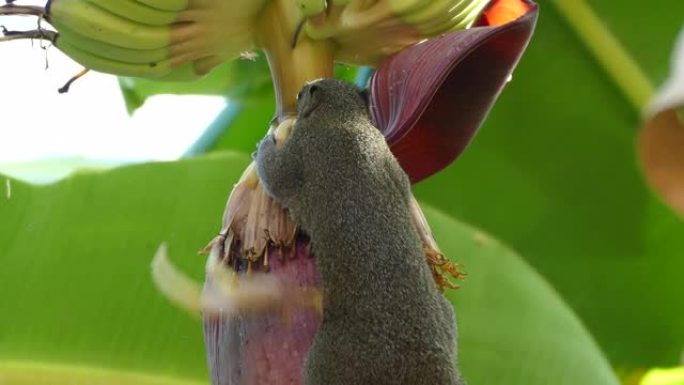 松鼠吃香蕉花