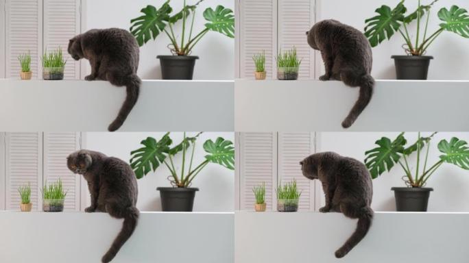 苏格兰折叠猫肖像在白色背景与绿色monstera室内植物。英国短毛猫家猫吃在花盆中生长的绿色燕麦草芽