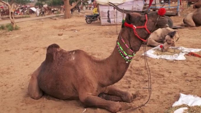 骆驼在普什卡梅拉骆驼集市上野外吃嚼。普什卡,拉贾斯坦邦,印度