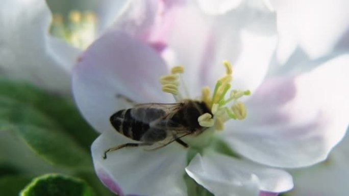 蜜蜂特写花蜜采集春季花粉花