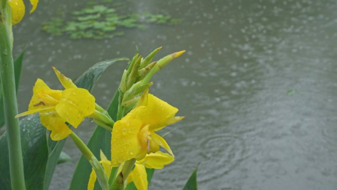 4K实拍，春雨中公园湖畔边黄色的美人蕉。