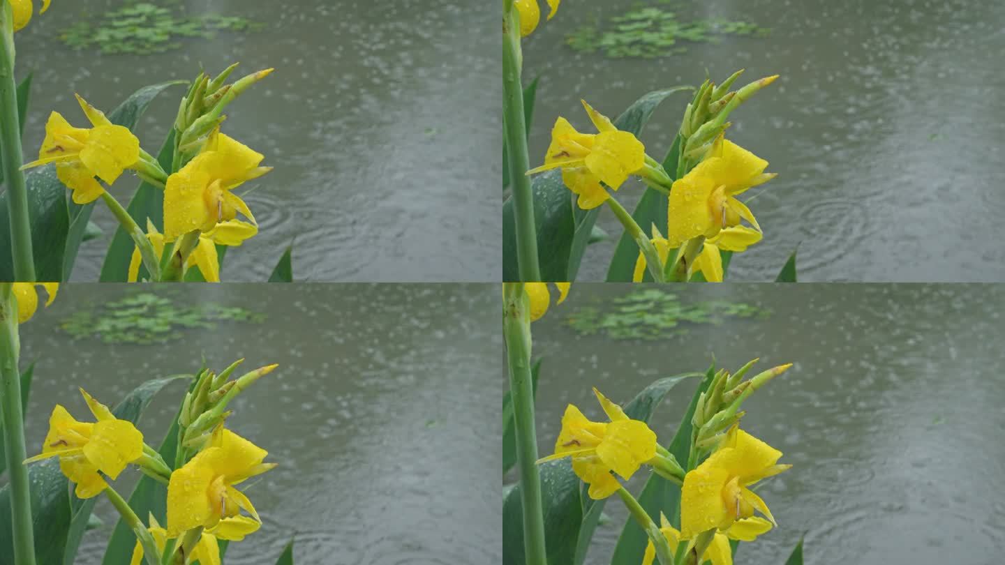4K实拍，春雨中公园湖畔边黄色的美人蕉。