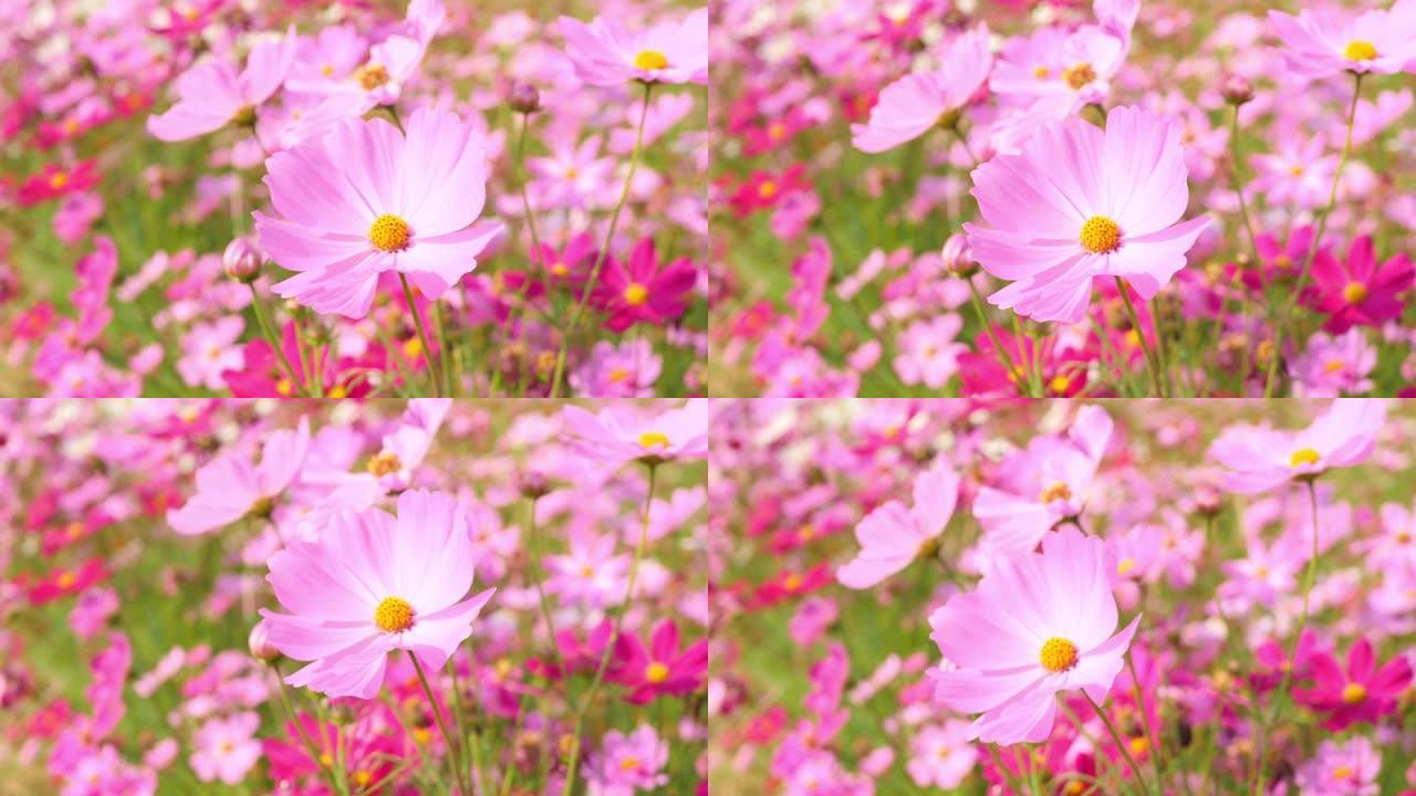 美丽的风景可爱的粉红色宇宙花朵在秋天或秋天的植物园中绽放，开花或开花的背景，