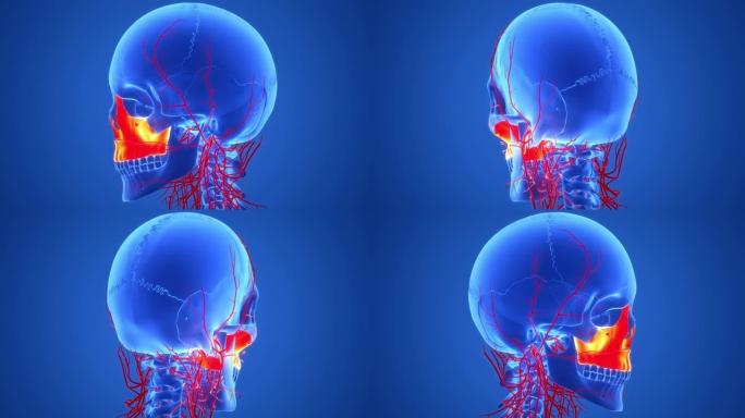 人体骨骼系统颅骨部分上颌骨解剖动画概念
