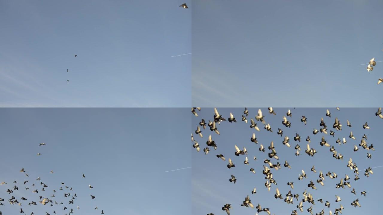 一大群鸽子在蓝天上飞舞。一群野生的城市鸟类在地面上盘旋