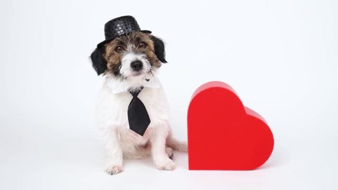 迷人的绅士狗戴着帽子，绑在一个心形盒子旁边。情人节概念快乐。爱。