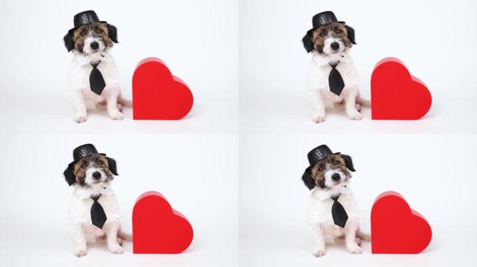 迷人的绅士狗戴着帽子，绑在一个心形盒子旁边。情人节概念快乐。爱。