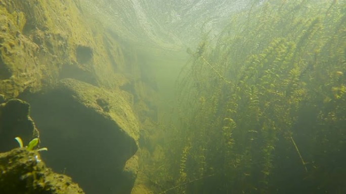 在威克洛郡的池塘里，沿着花岗岩墙和加拿大Elodea水草在水下移动