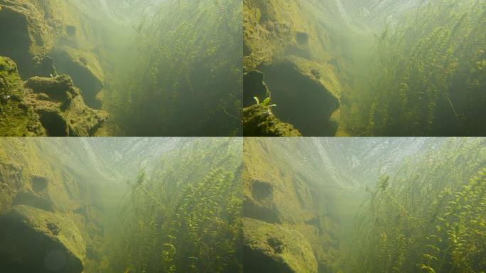 在威克洛郡的池塘里，沿着花岗岩墙和加拿大Elodea水草在水下移动