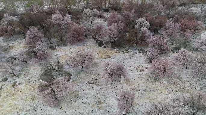 新疆哈密：风雪冰雹来袭，野杏花临风绽放