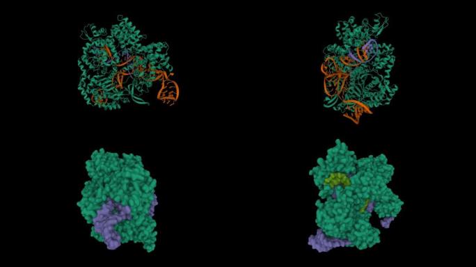 化脓性链球菌Cas9与引导RNA (蓝色) 和目标DNA (棕色) 复合的结构