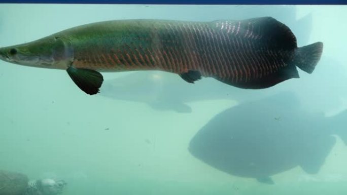 arapaima，危险的亚马逊鱼，巨人