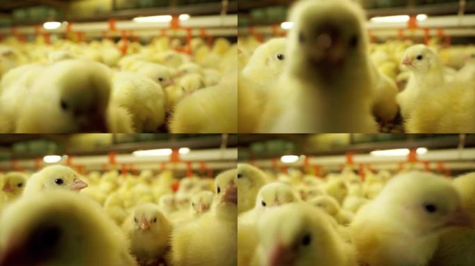有趣的好奇小鸡在农场与人群肉鸡一起拍照