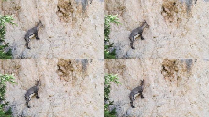 Ibex的雌性正在从岩石中跳跃矿物盐