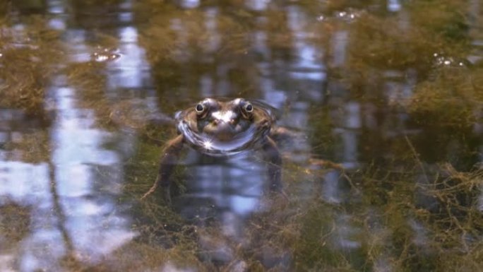 绿蛙坐在水中，在日落时太阳光线的反射下，在沼泽中。4K
