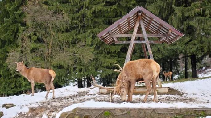 罗马尼亚喀尔巴阡山脉周围森林的白雪覆盖的草坪上的喂食器