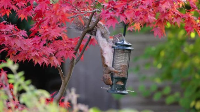 灰松鼠从五颜六色的日本枫树上的喂鸟器中进食