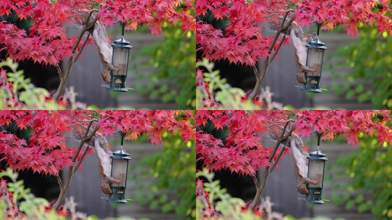 灰松鼠从五颜六色的日本枫树上的喂鸟器中进食