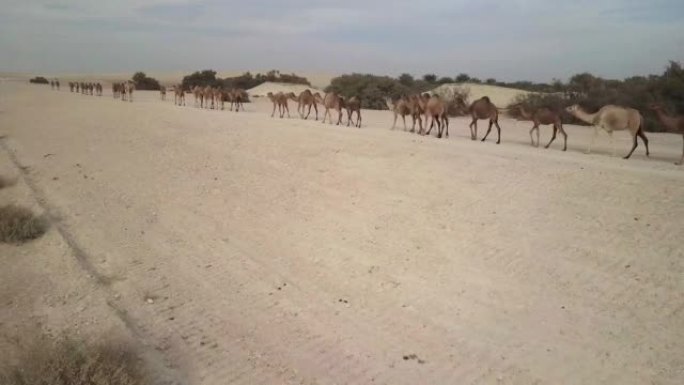 飞过直线行走的骆驼群
