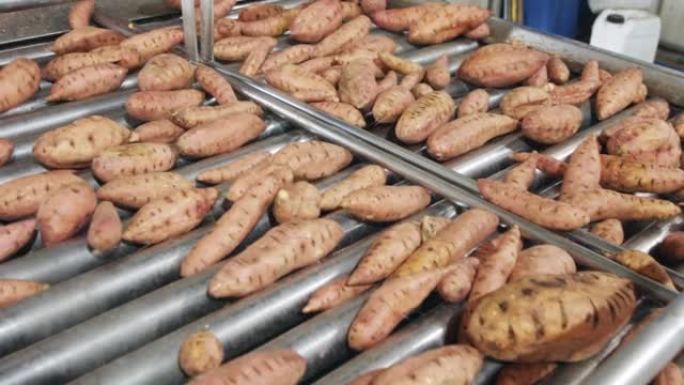 在农业包装设施中对甘薯进行清洗和分类