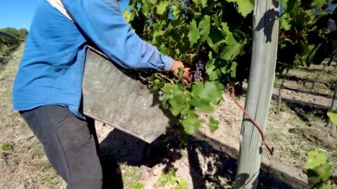 阿根廷门多萨的梅洛克长相思葡萄收割机。