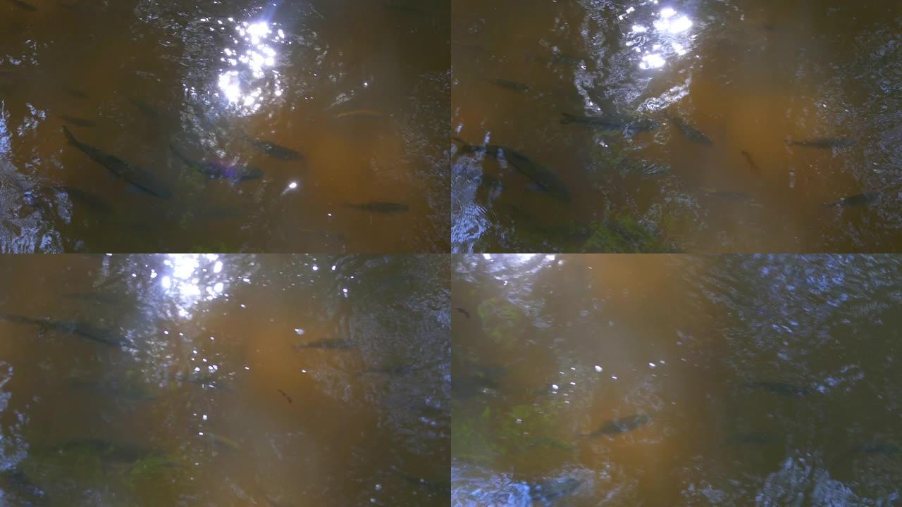 南邦省Chae Son瀑布的清水中的锑鱼