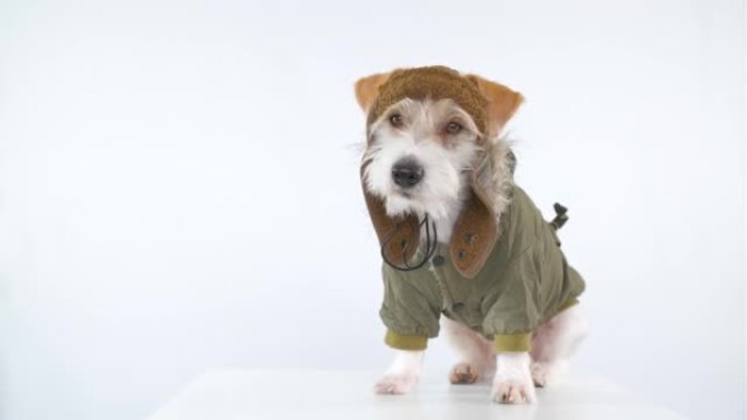 杰克·罗素梗 (Jack Russell Terrier) 穿着飞行员和油轮的衣服坐在桌子上。军事概