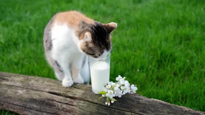 三色无家可归的猫从玻璃杯中喝牛奶