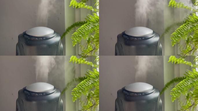 加湿器从低功率到高功率开始工作，然后在灰色墙壁背景上的绿色蕨类植物附近关闭。家用植物加湿器的水雾蒸汽