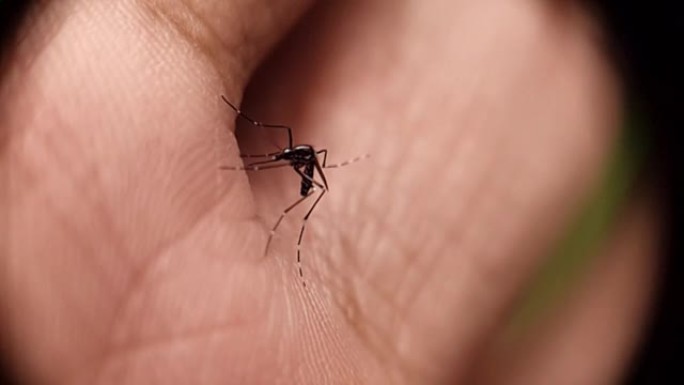 蚊子以慢动作吸食人体血液。