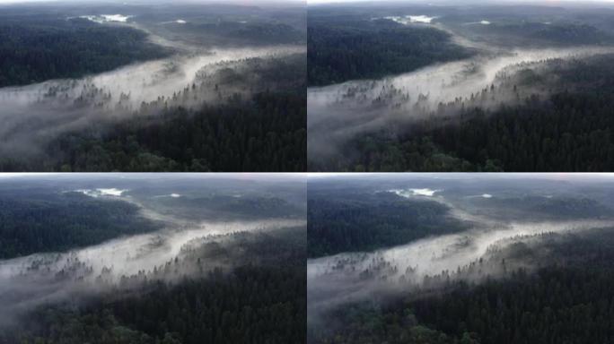 在浓浓的夏日晨雾中高空飞行。空中无人机视图。