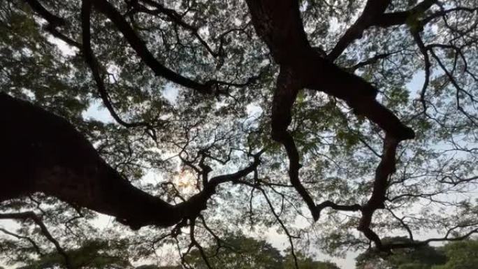 阳光照射的大树的树枝