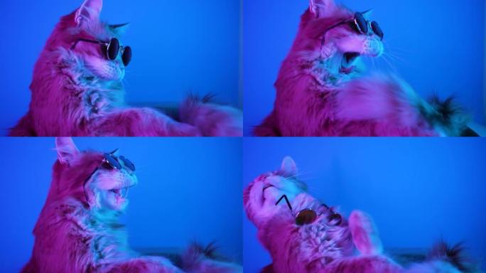 戴眼镜的姜猫坐在盒子里，在蓝色背景上的霓虹灯下打哈欠