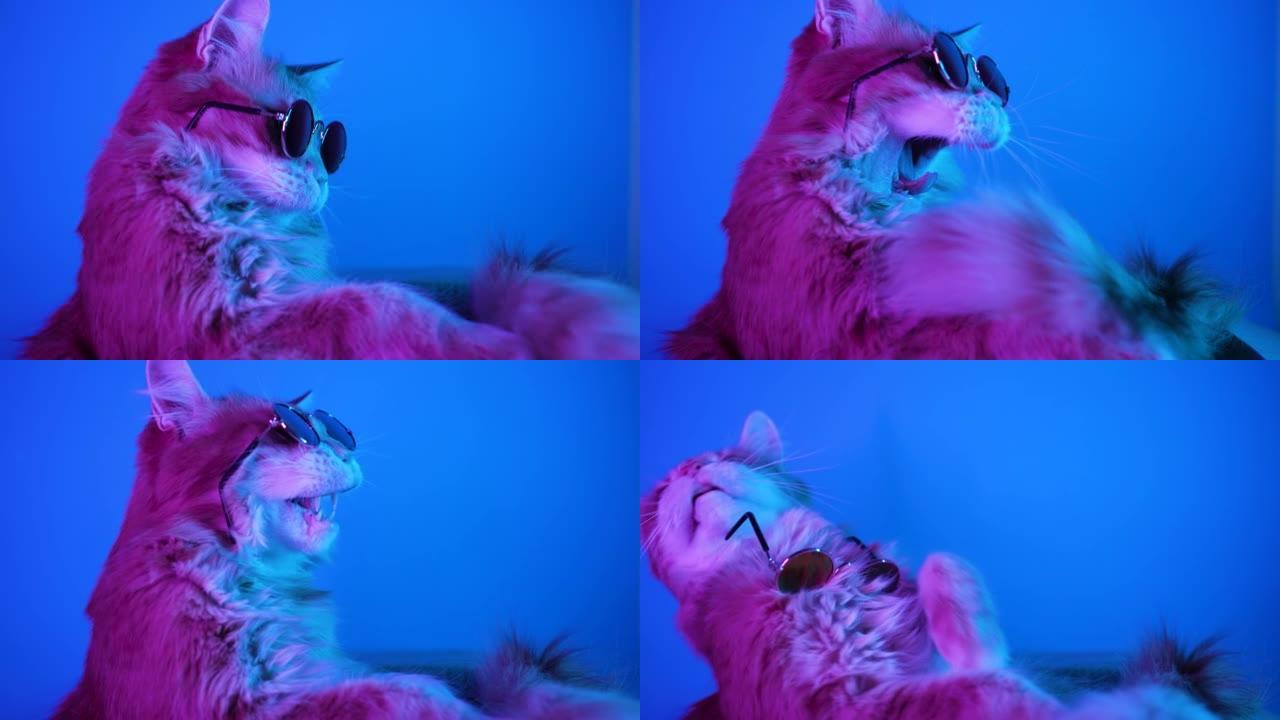 戴眼镜的姜猫坐在盒子里，在蓝色背景上的霓虹灯下打哈欠