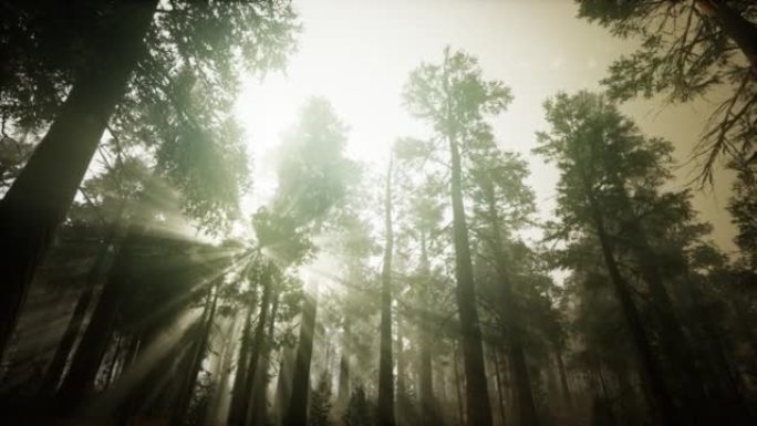 红木森林雾蒙蒙的日落风景