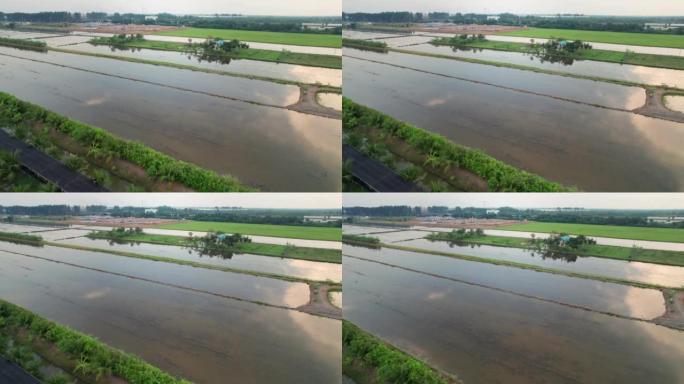 鸟瞰图: 准备移植水稻幼苗的农作物中的水，稻田和泰国的乡村风光