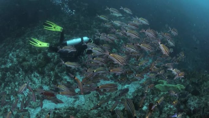 潜水员毫不费力地滑过大堡礁上五颜六色的热带鱼群。