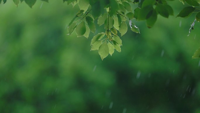 雨天树叶4K