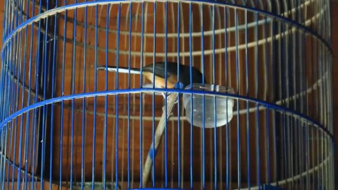 笼子里的鸟，笼子里的宠物，高清视频鸟市