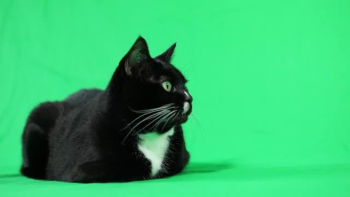 绿屏上的燕尾服猫
