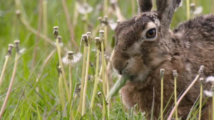 野兔 (Lepus europaeus)。野兔的特征是耳朵更长 (9-14厘米)。