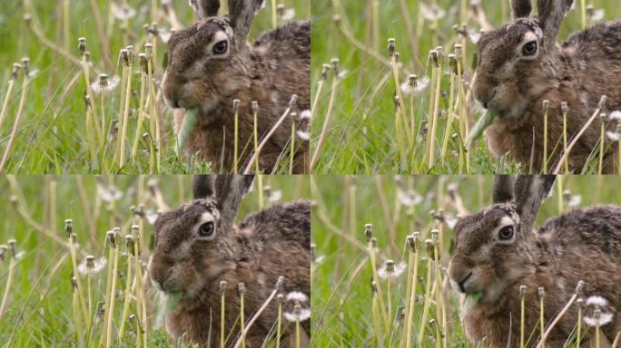 野兔 (Lepus europaeus)。野兔的特征是耳朵更长 (9-14厘米)。